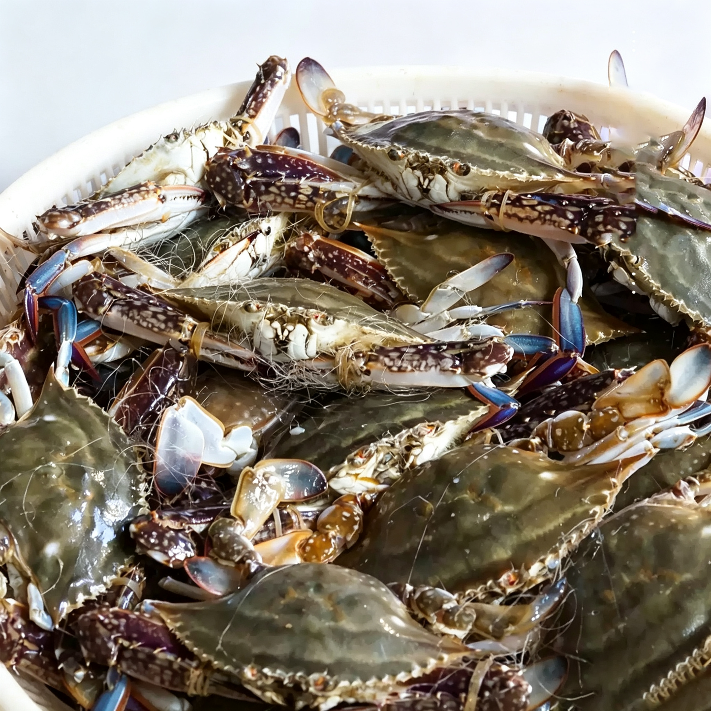 Fresh Frozen Swimming Crab
