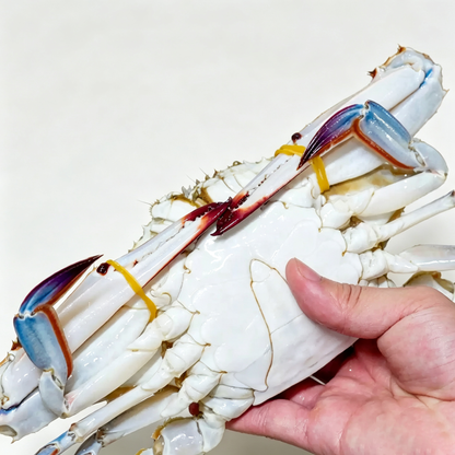 Fresh Frozen Swimming Crab