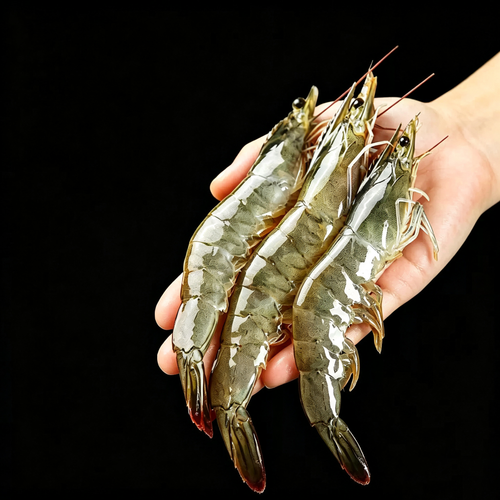 Frozen Large Sea Prawns